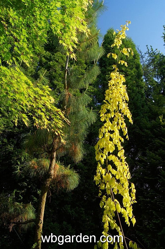 wbgarden spring 67.JPG
